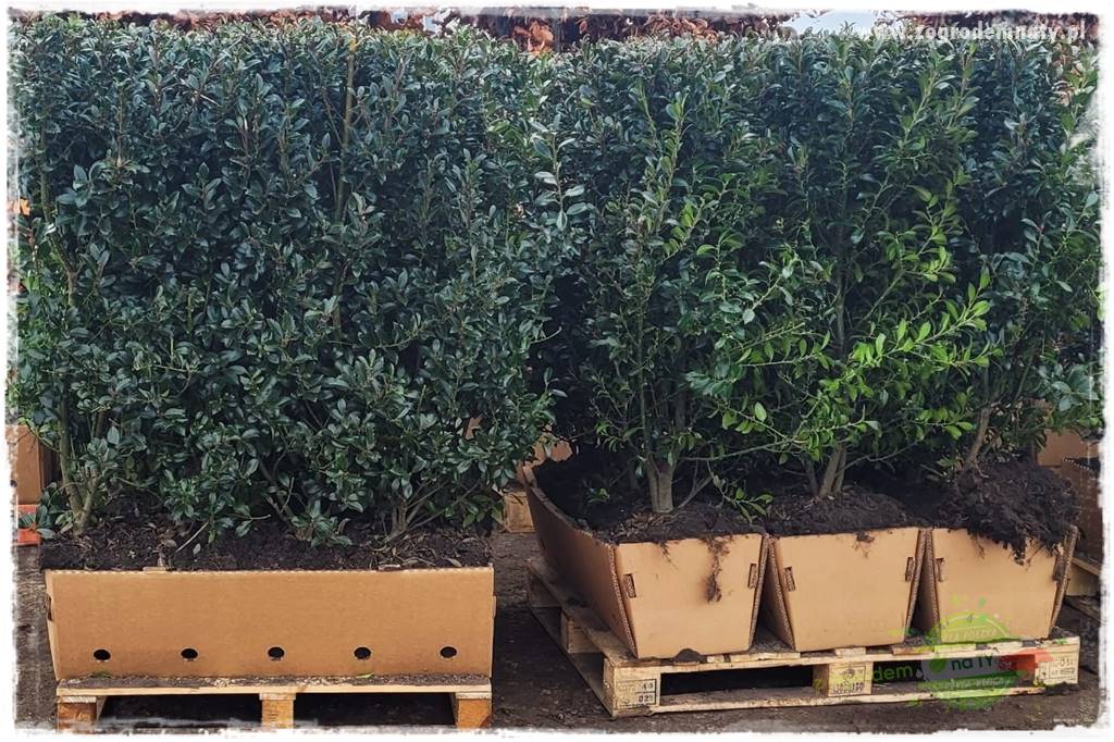 Ostrokrzew na żywopłot 24 Ostrokrzew na żywopłot 24