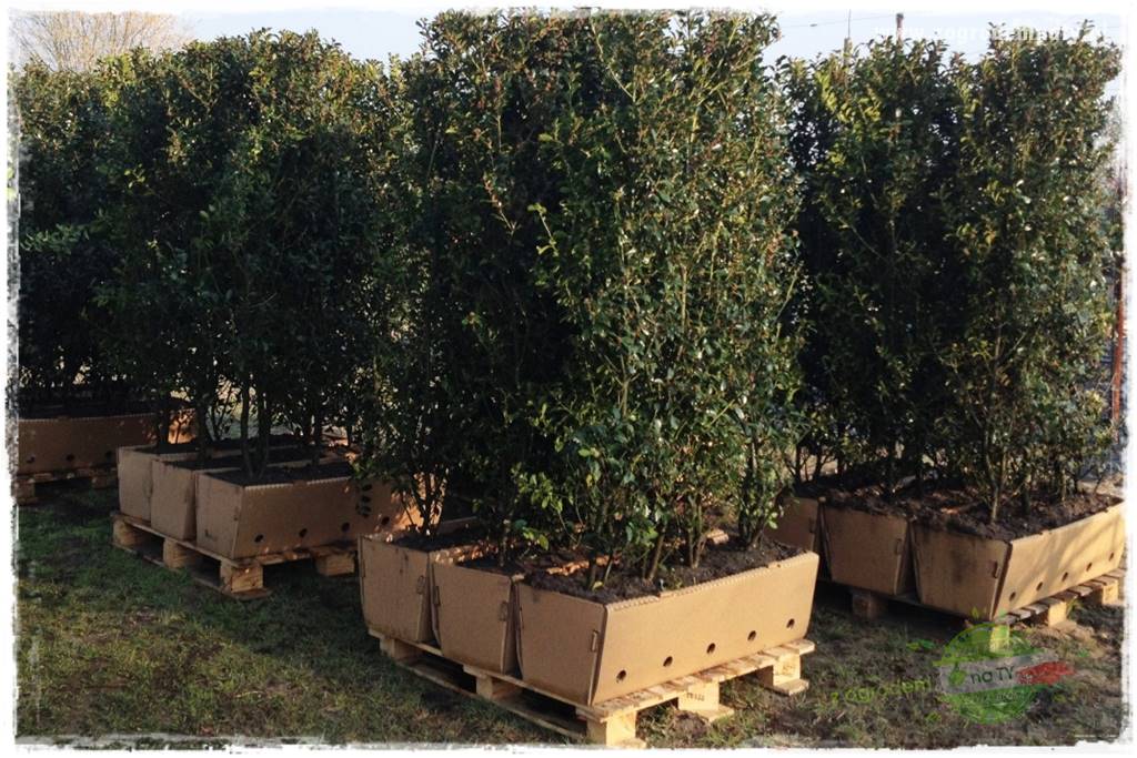 Ostrokrzew na żywopłot 25 Ostrokrzew na żywopłot 25