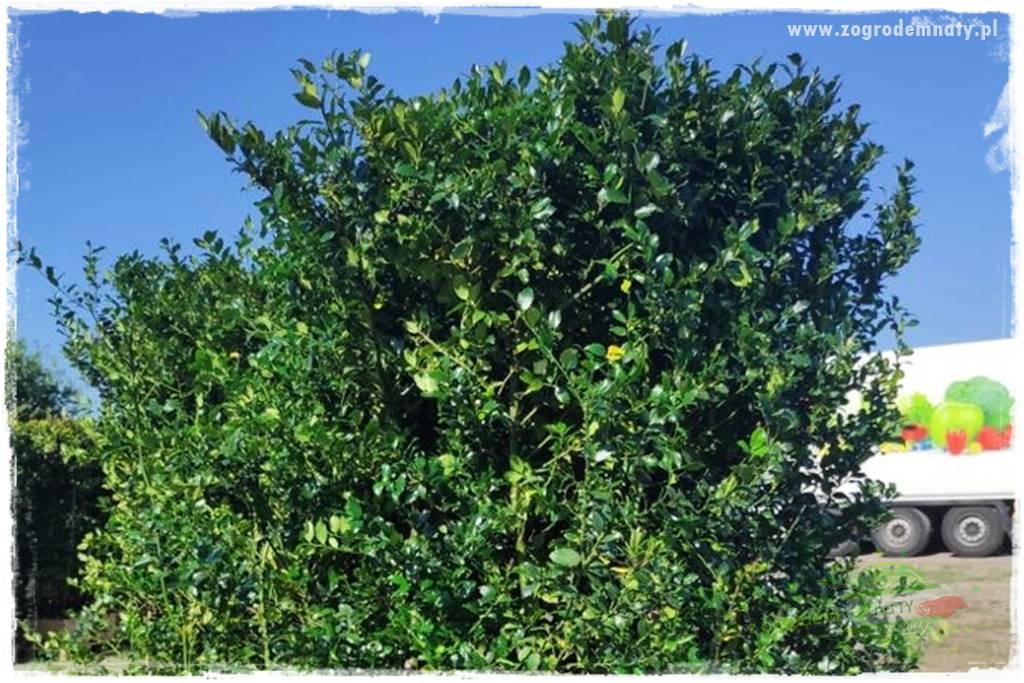 Ostrokrzew na żywopłot 26 Ostrokrzew na żywopłot 26