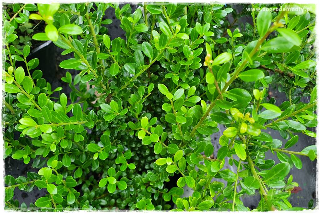 Ostrokrzew na żywopłot 27 Ostrokrzew na żywopłot 27