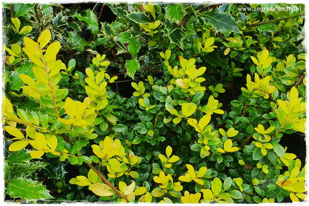 Ostrokrzew na żywopłot 28 Ostrokrzew na żywopłot 28