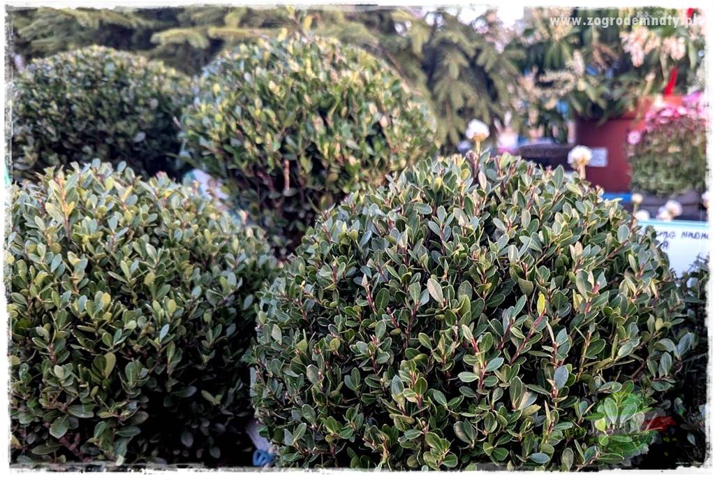 Ostrokrzew na żywopłot 29 Ostrokrzew na żywopłot 29