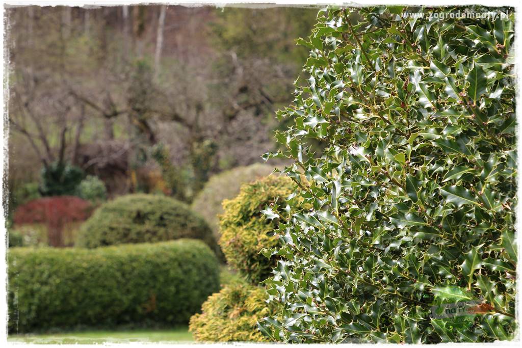 Ostrokrzew na żywopłot 3 Ostrokrzew na żywopłot 3