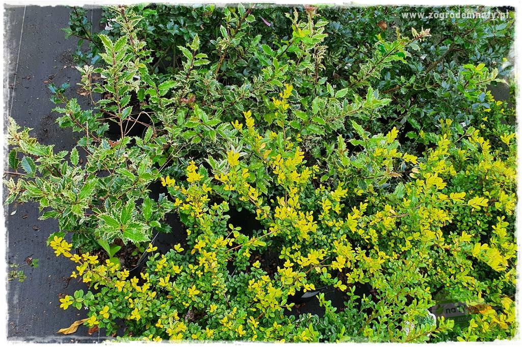 Ostrokrzew na żywopłot 30 Ostrokrzew na żywopłot 30