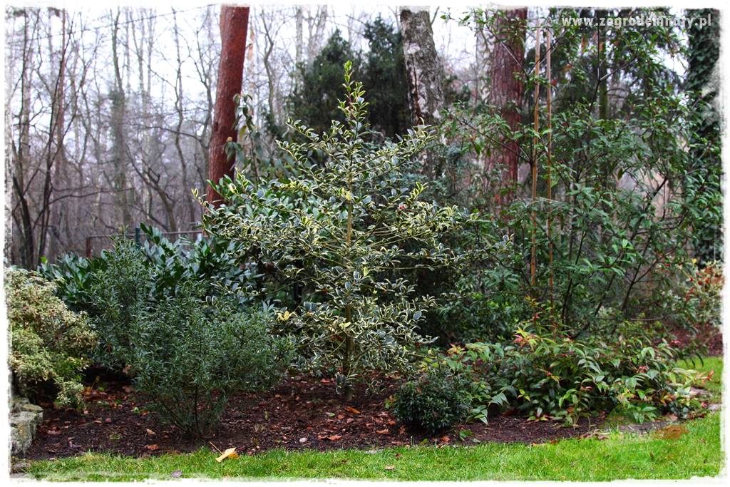 Ostrokrzew na żywopłot 31 Ostrokrzew na żywopłot 31