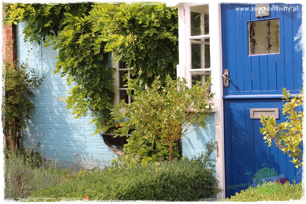 Ostrokrzew na żywopłot 32 Ostrokrzew na żywopłot 32