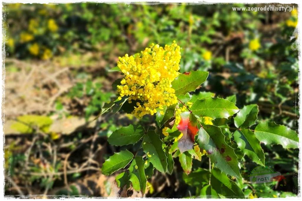 Ostrokrzew na żywopłot 33