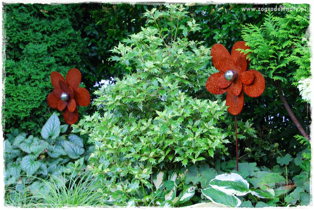 Ostrokrzew na żywopłot 34