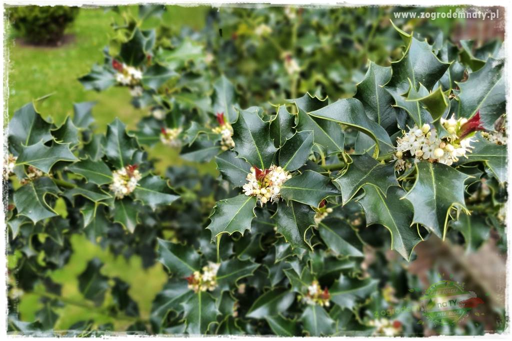 Ostrokrzew na żywopłot 4 Ostrokrzew na żywopłot 4