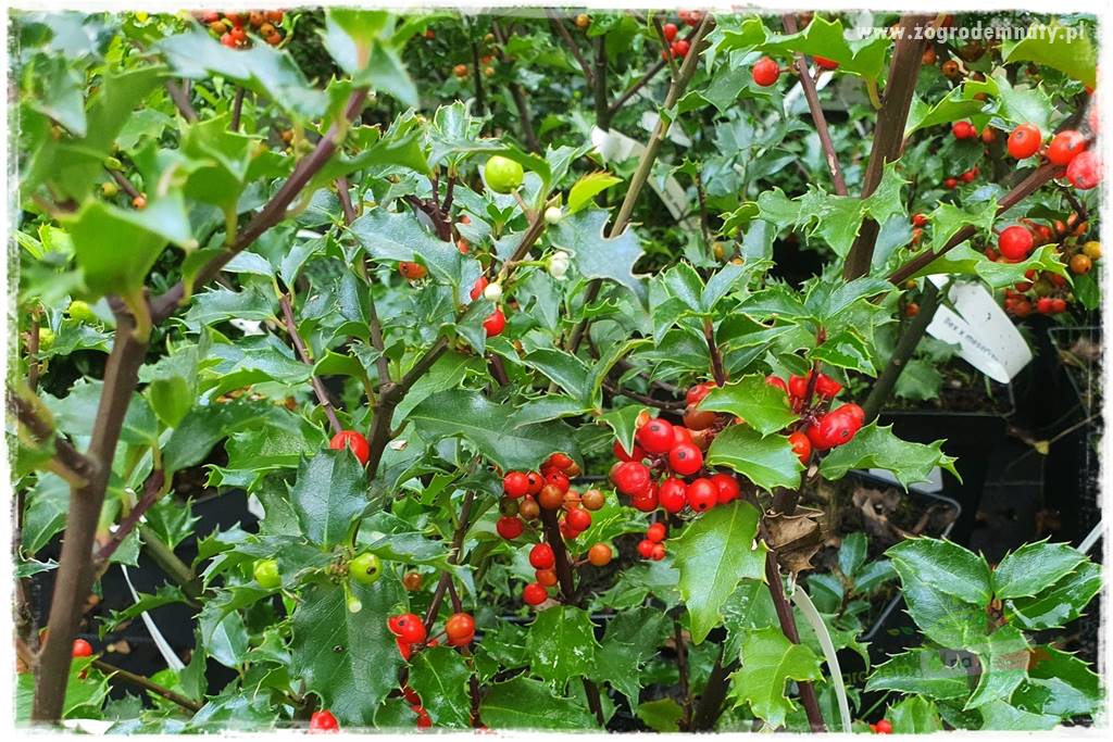 Ostrokrzew na żywopłot 5 Ostrokrzew na żywopłot 5