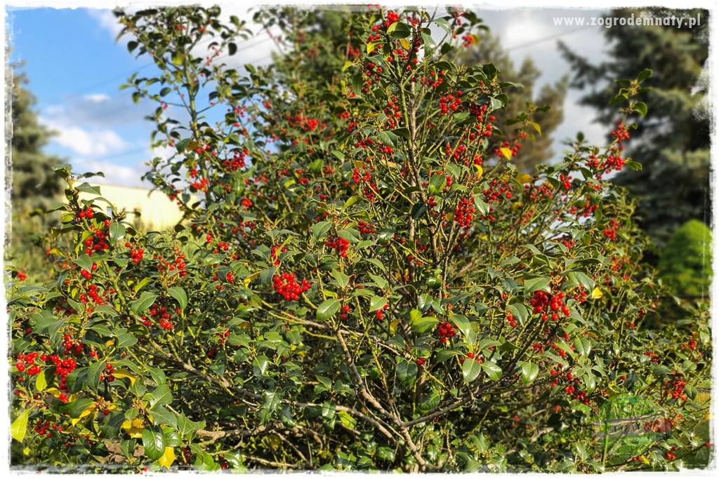 Ostrokrzew na żywopłot 6 Ostrokrzew na żywopłot 6