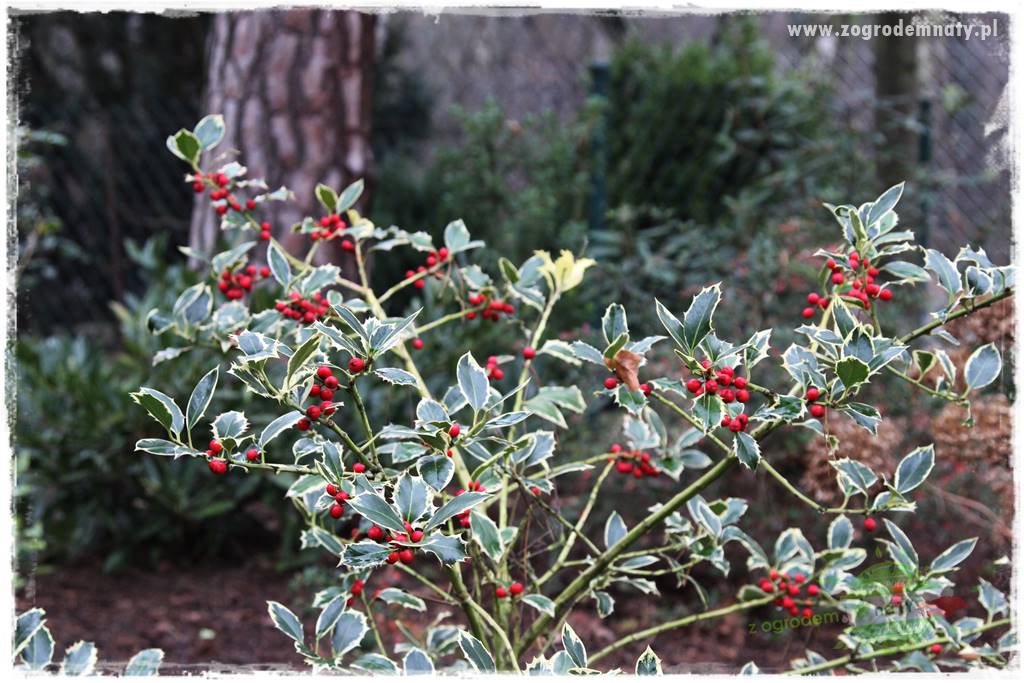 Ostrokrzew na żywopłot 8 Ostrokrzew na żywopłot 8