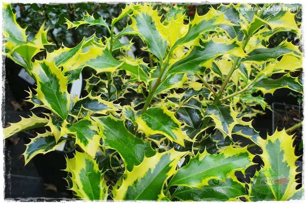 Ostrokrzew na żywopłot 9 Ostrokrzew na żywopłot 9