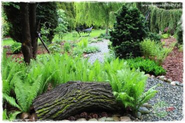 Paprociowy ogród 1