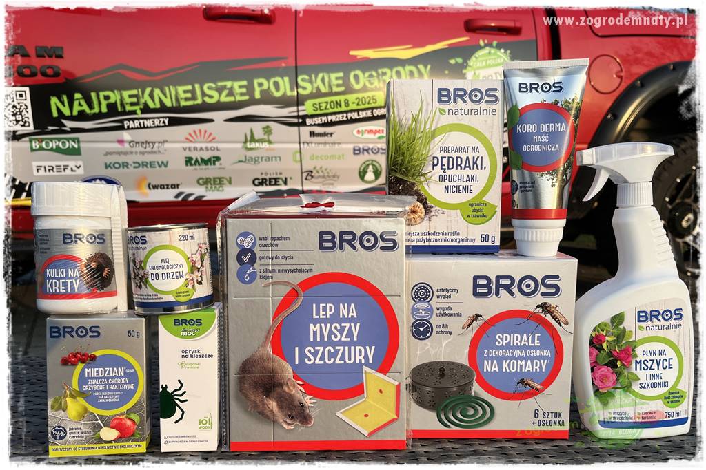 Paprociowy ogród 101