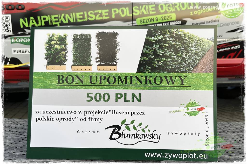 Paprociowy ogród 112