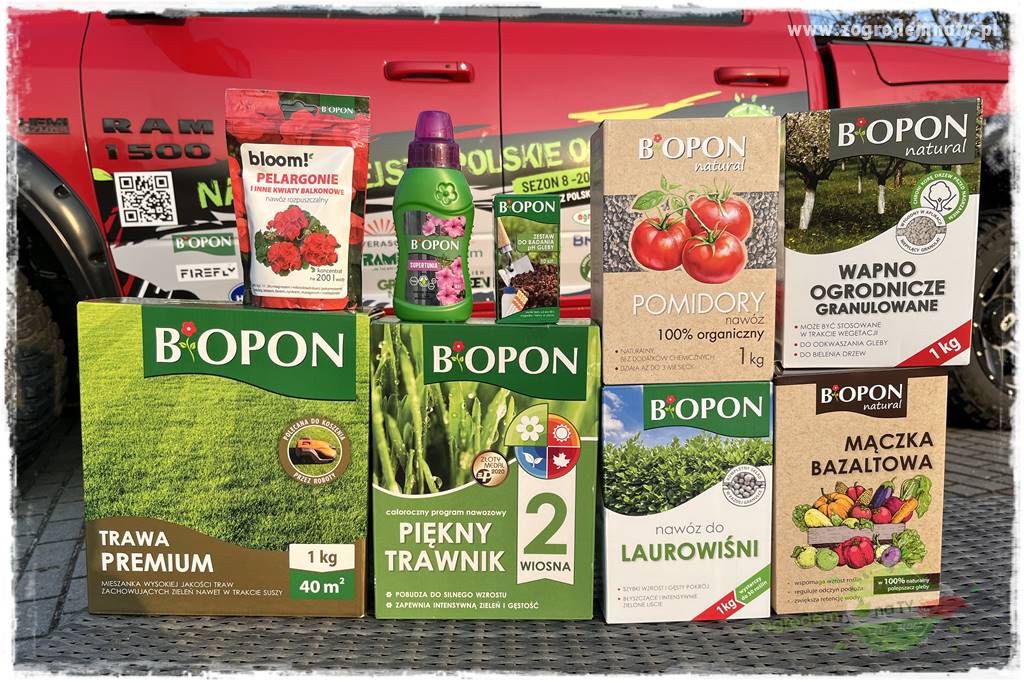 Paprociowy ogród 114