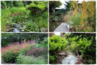 Rośliny na podmokły teren 0