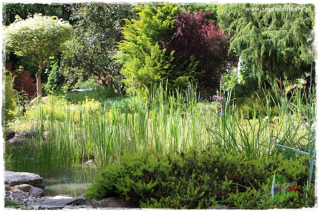 Rośliny na podmokły teren 1