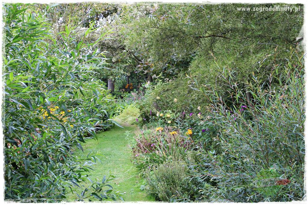 Rośliny na podmokły teren 10