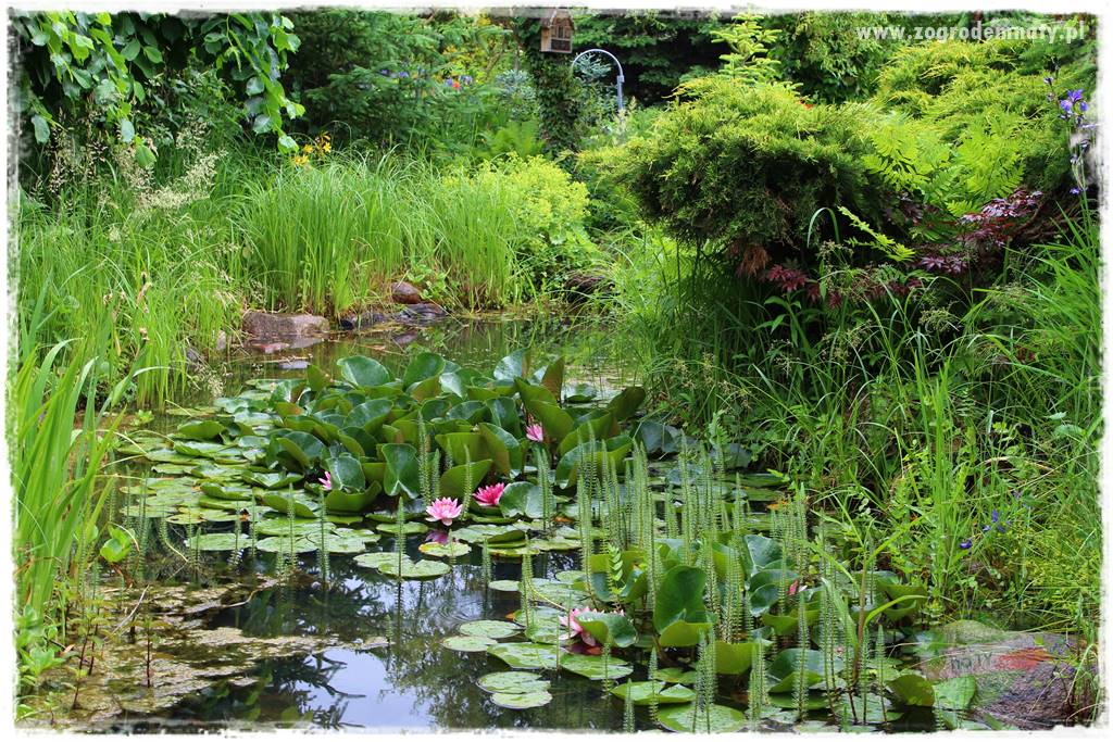 Rośliny na podmokły teren 11