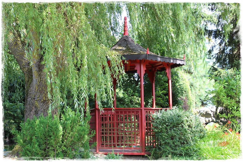 Rośliny na podmokły teren 12