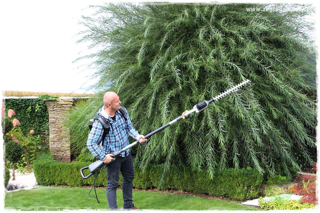 Rośliny na podmokły teren 13