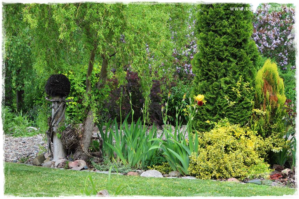 Rośliny na podmokły teren 14