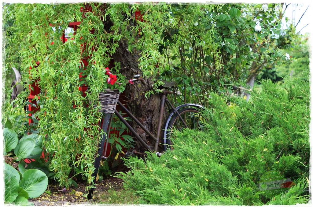 Rośliny na podmokły teren 15