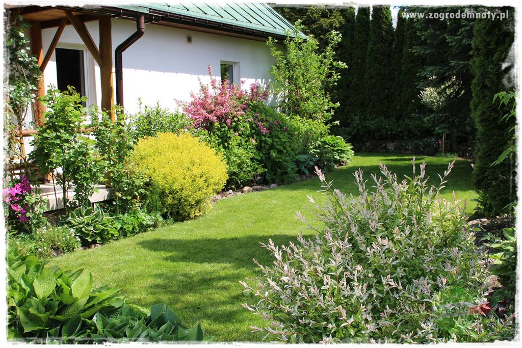 Rośliny na podmokły teren 16