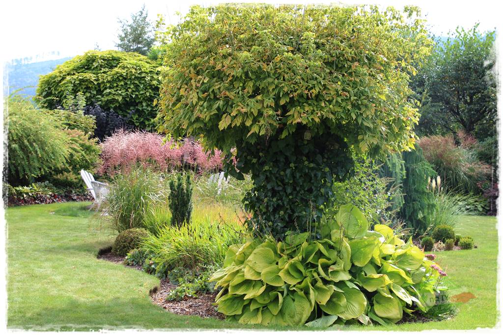 Rośliny na podmokły teren 18