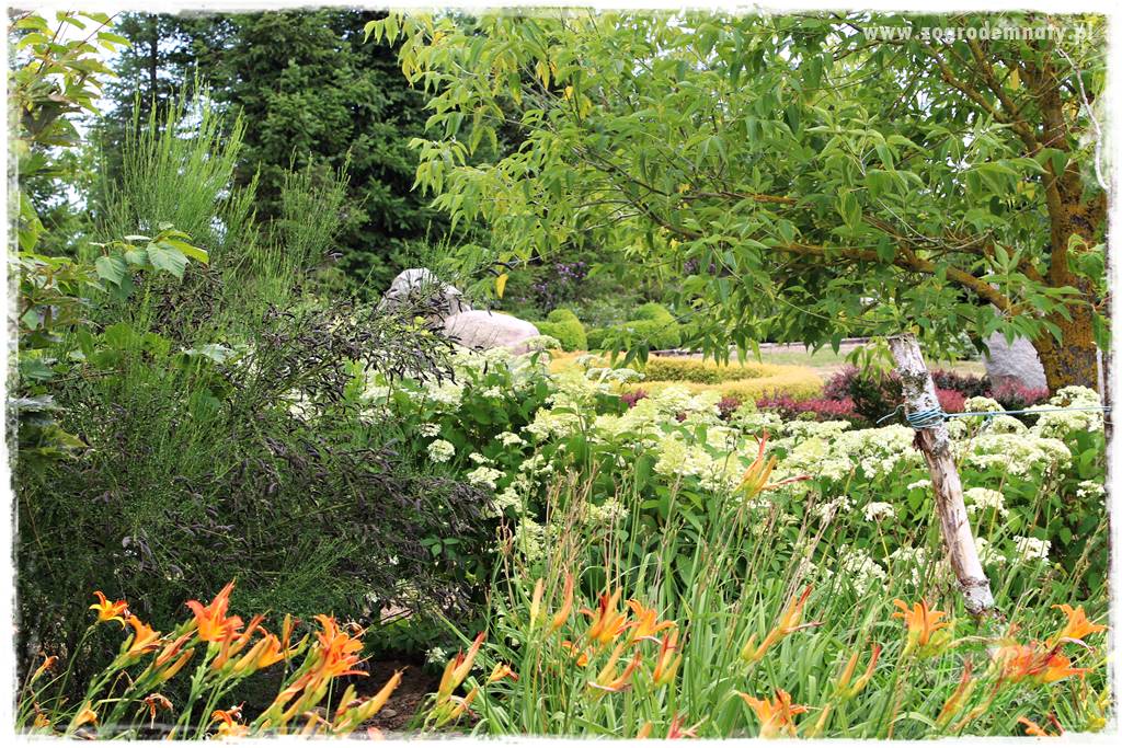 Rośliny na podmokły teren 19