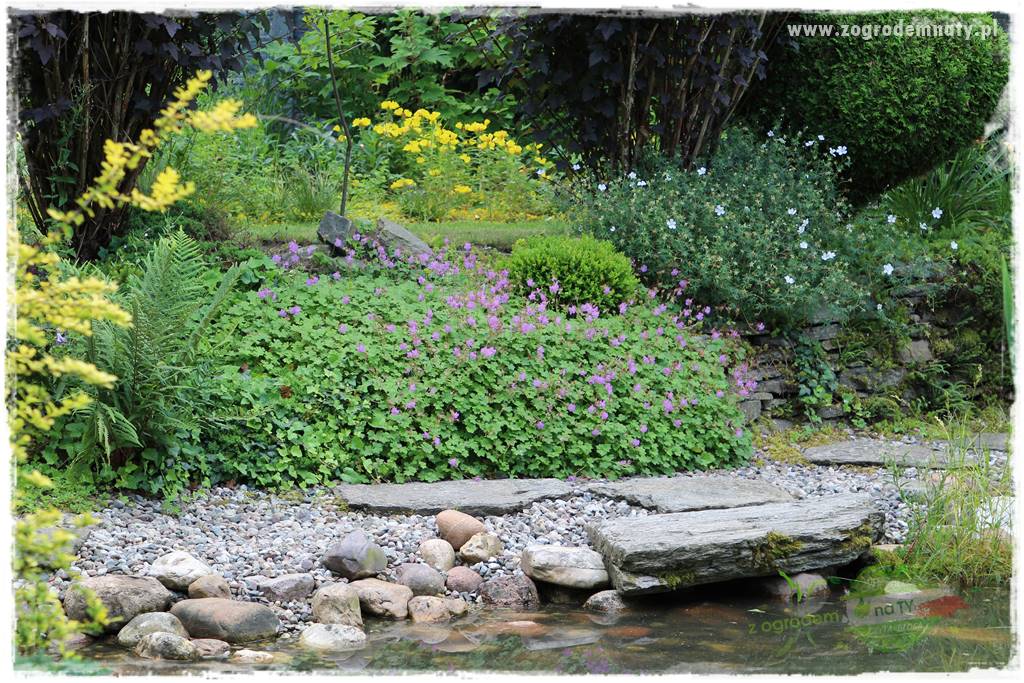 Rośliny na podmokły teren 2