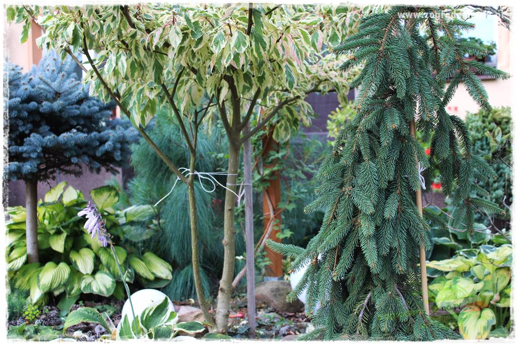 Rośliny na podmokły teren 20