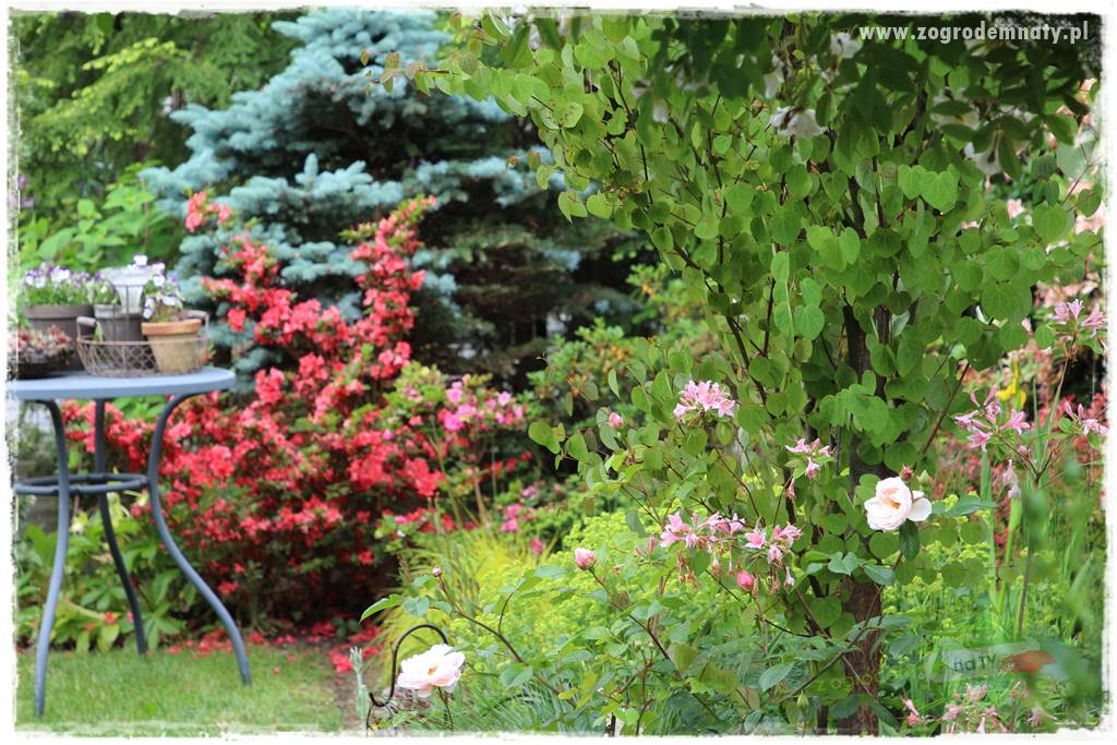 Rośliny na podmokły teren 21