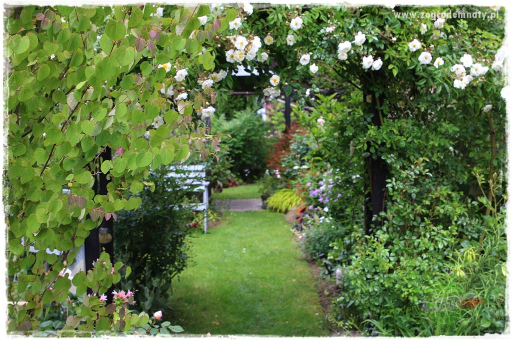 Rośliny na podmokły teren 22