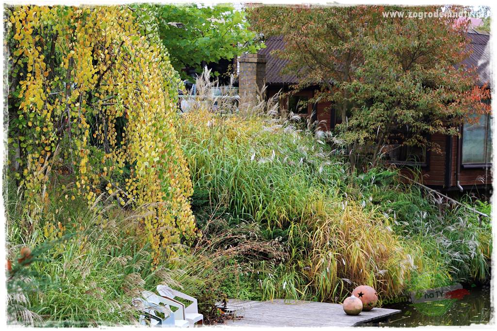 Rośliny na podmokły teren 23