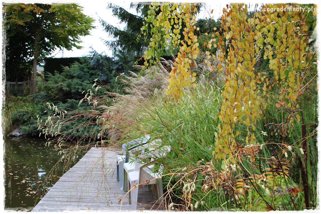 Rośliny na podmokły teren 24