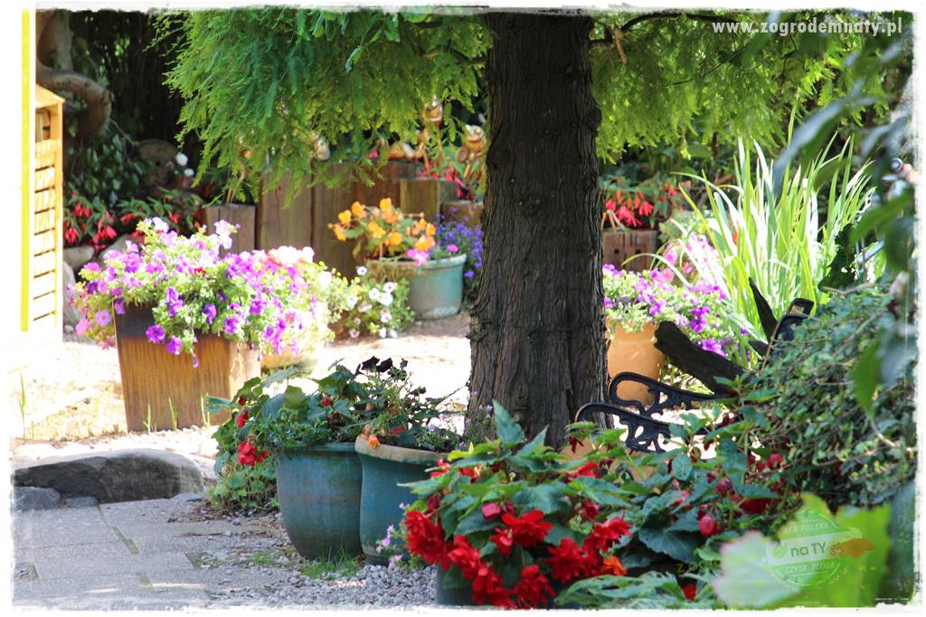 Rośliny na podmokły teren 25