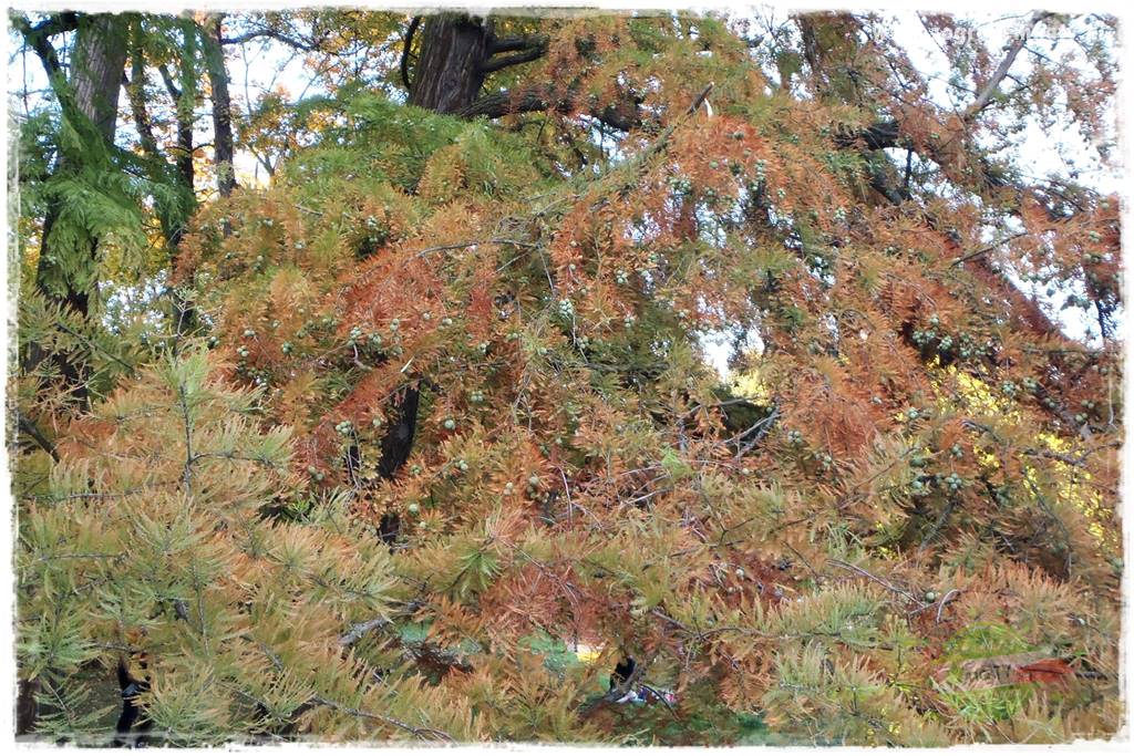 Rośliny na podmokły teren 26