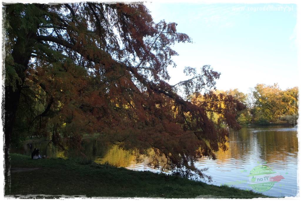 Rośliny na podmokły teren 27