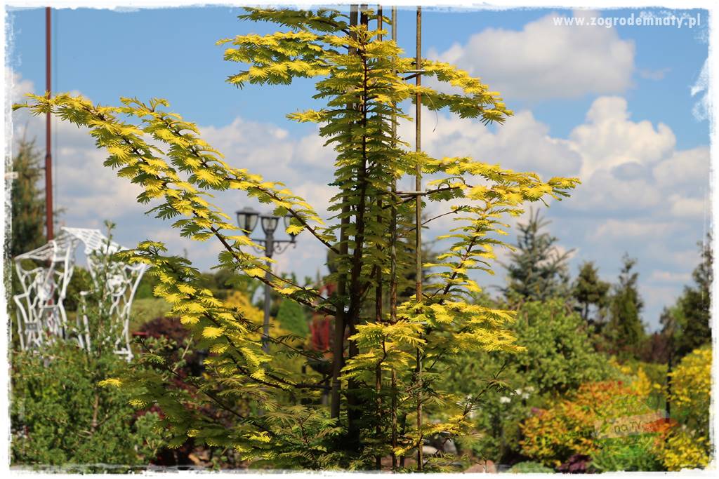 Rośliny na podmokły teren 28