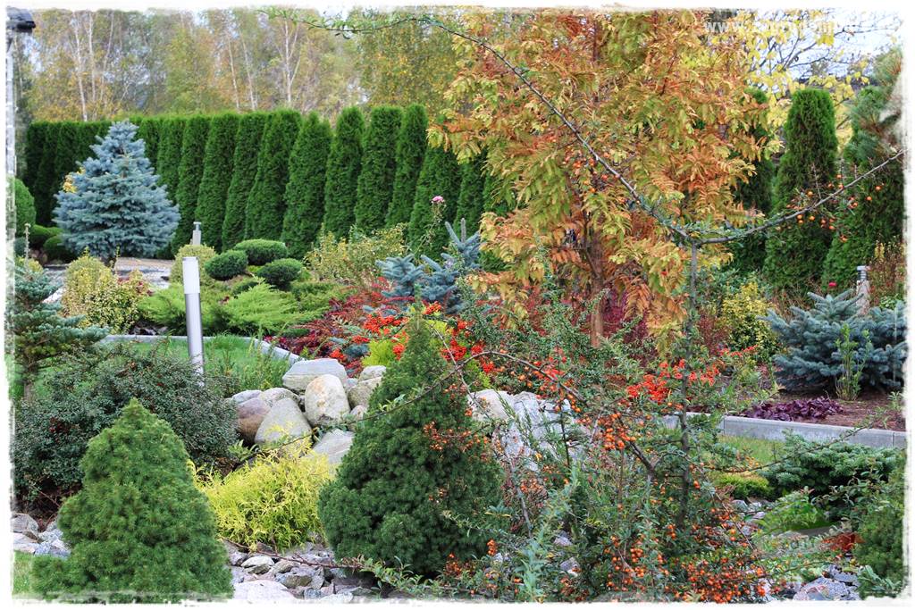 Rośliny na podmokły teren 29