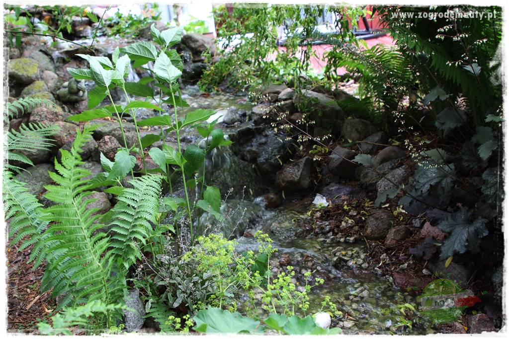 Rośliny na podmokły teren 3