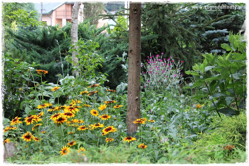 Rośliny na podmokły teren 30