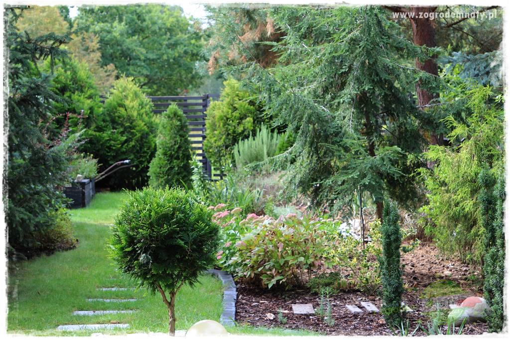 Rośliny na podmokły teren 31