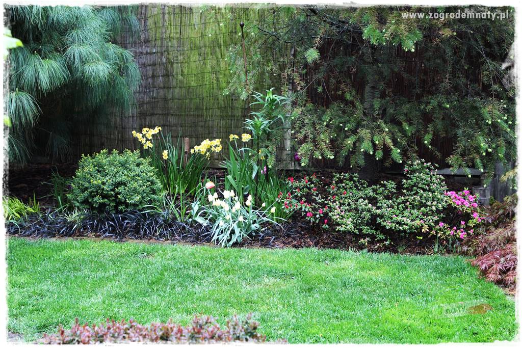 Rośliny na podmokły teren 32