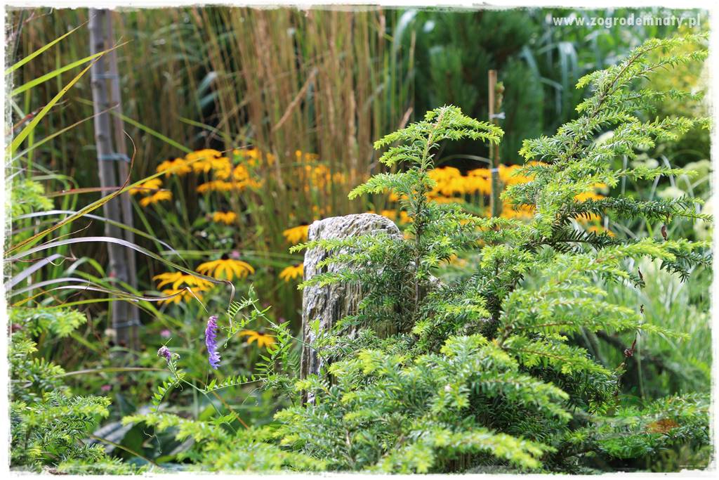 Rośliny na podmokły teren 33