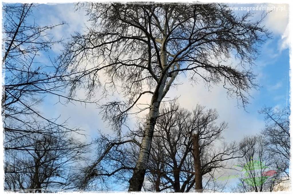 Rośliny na podmokły teren 34