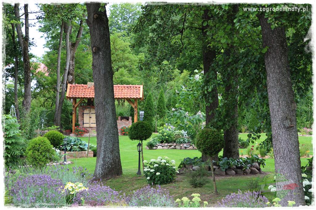 Rośliny na podmokły teren 35